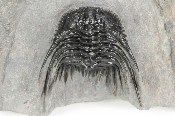 Spiny Leonaspis Trilobite - Morocco #245539